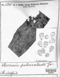 Puccinia pulverulenta image